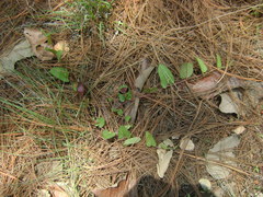 Aristolochia bracteosa