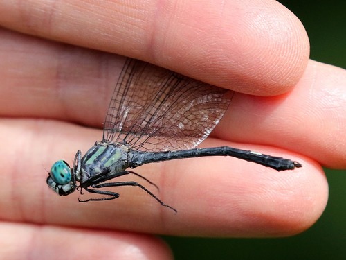 Forest Pond Dasher
