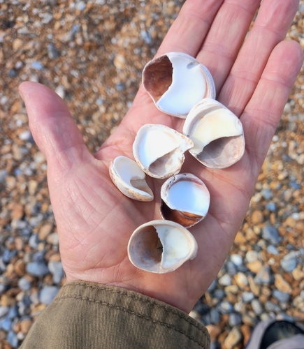 Crepidula fornicata