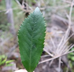 Laureliopsis philippiana