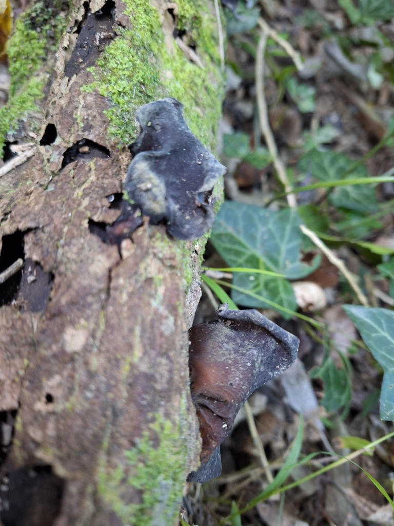 Auricularia cornea · April 2026 · photo: © heidimeudt (iNaturalist, cc-by)