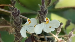 Henrya insularis