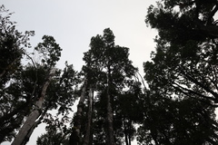 Laureliopsis philippiana