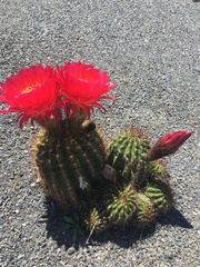 Lobivia hertrichiana