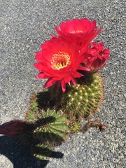 Lobivia hertrichiana