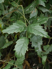 Rubus schmidelioides schmidelioides