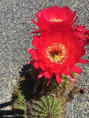 Lobivia hertrichiana