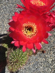 Lobivia hertrichiana