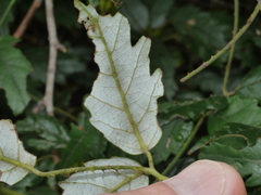 Rubus schmidelioides schmidelioides