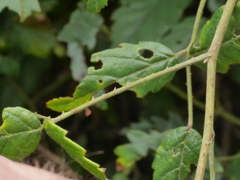 Rubus schmidelioides schmidelioides