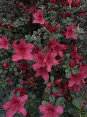 Rhododendron simsii