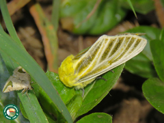 Antheua simplex