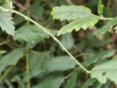 Rubus schmidelioides schmidelioides