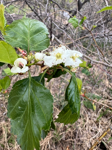 Crataegus erythropoda