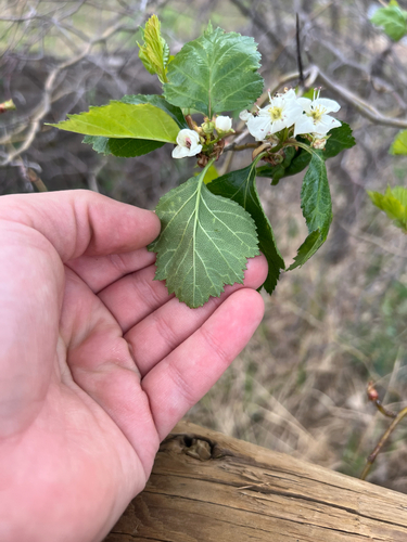 Crataegus erythropoda, photograph 3