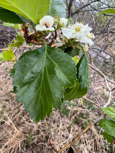 Crataegus erythropoda, photograph 2