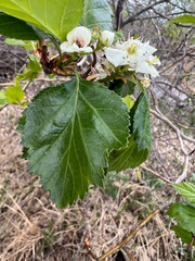 Crataegus erythropoda, photograph (c) Jared Shorma, some rights reserved (CC BY)