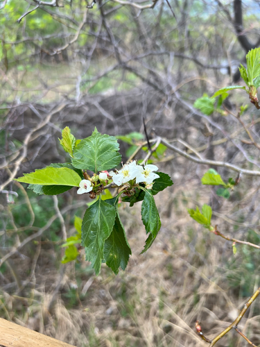 Crataegus erythropoda, photograph 4