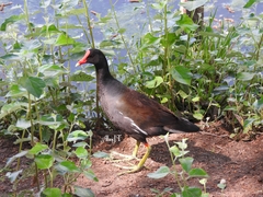 Gallinula galeata