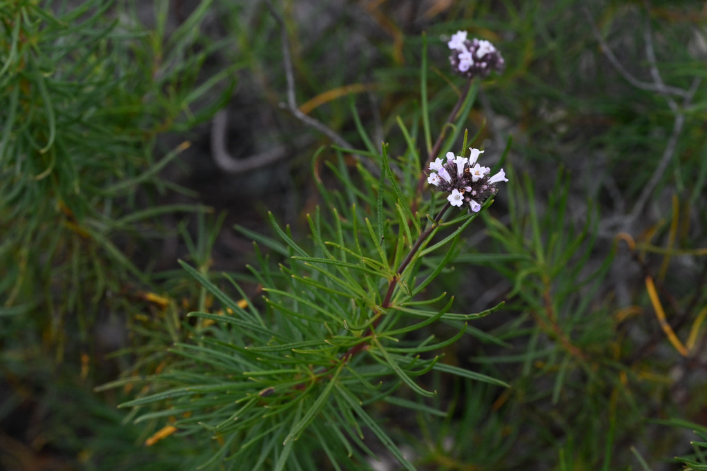 Lompoc yerba santa (Eriodictyon capitatum)