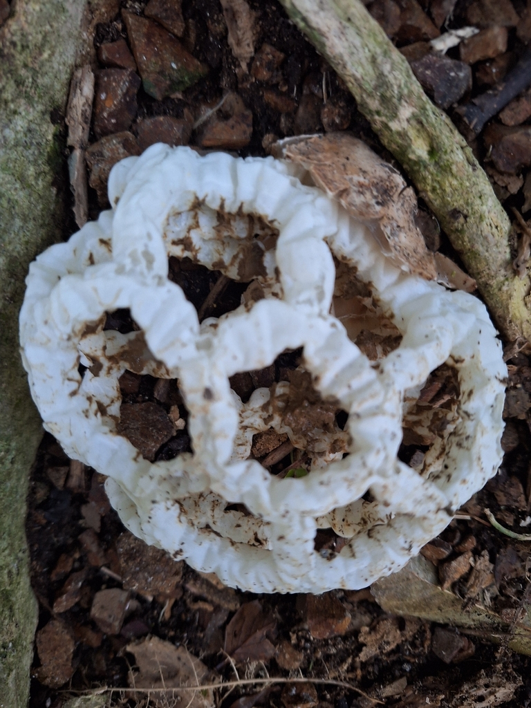 Ileodictyon cibarium · April 2026 · photo: © heidimeudt (iNaturalist, cc-by)