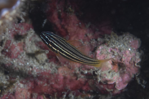 Yellowlined cardinalfish (Ostorhinchus chrysotaenia) — Apogonidae — 5