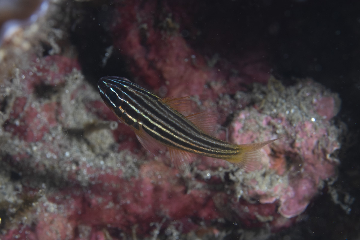 Yellow-Lined Cardinalfish photo 5
