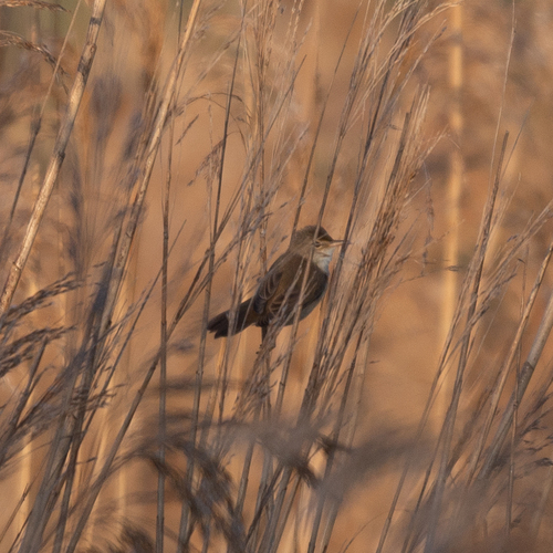 Common Reed Warbler (Acrocephalus scirpaceus), photo 5