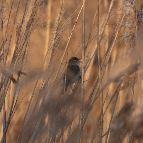 Common Reed Warbler (Acrocephalus scirpaceus), photo 6