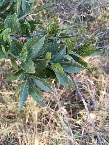 Strychnos pungens