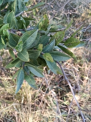 Strychnos pungens