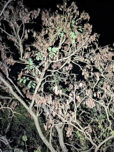 Dalbergia latifolia, photograph 4
