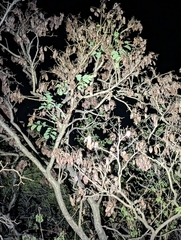 Dalbergia latifolia, photograph (c) Ravuri Krishna Chaitanya, some rights reserved (CC BY)