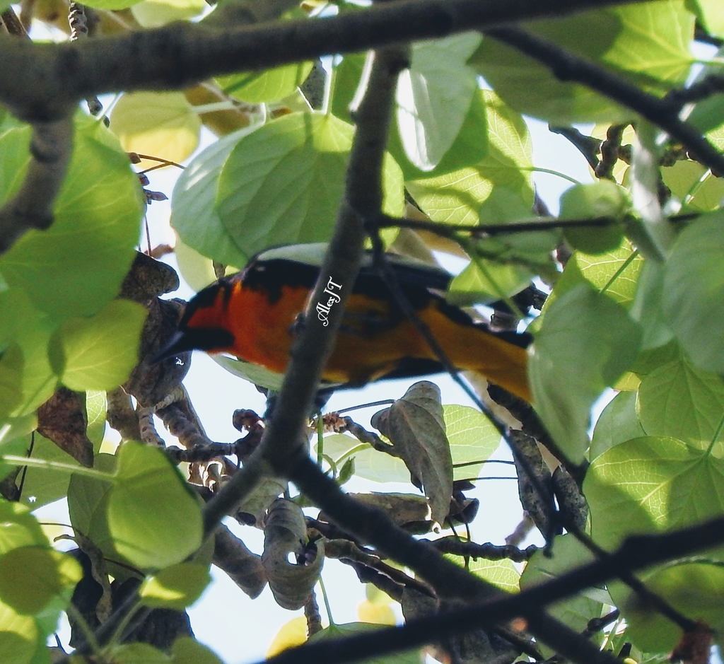 Black-backed Oriole