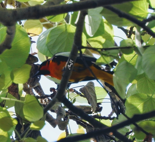 Black-backed Oriole