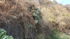 Agave attenuata