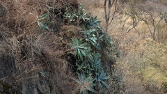 Agave attenuata