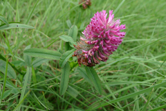 Trifolium rubens