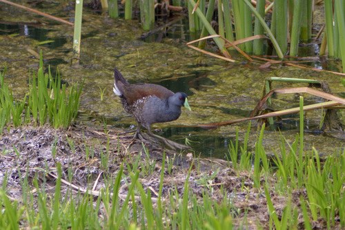 Porphyriops melanops crassirostris