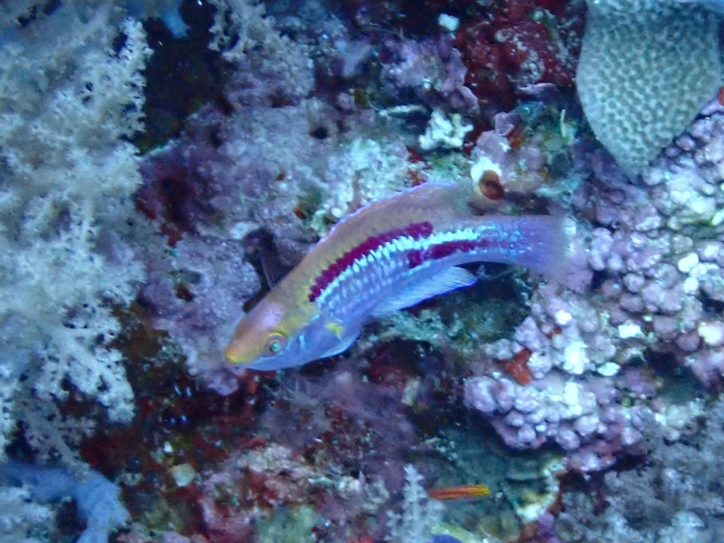 Lubbock's Wrasse