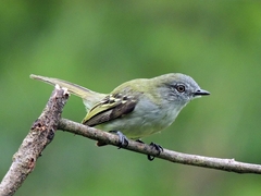 Myiopagis caniceps