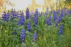 Lupinus pilosus