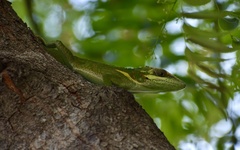 Anolis smallwoodi