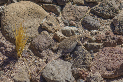 Liolaemus rosenmanni