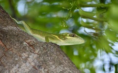 Anolis smallwoodi