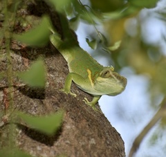 Anolis smallwoodi