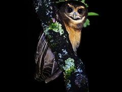 Pulsatrix koeniswaldiana