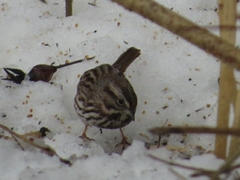 Melospiza melodia image