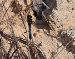 Erythrodiplax minuscula