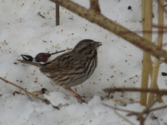 Melospiza melodia image
